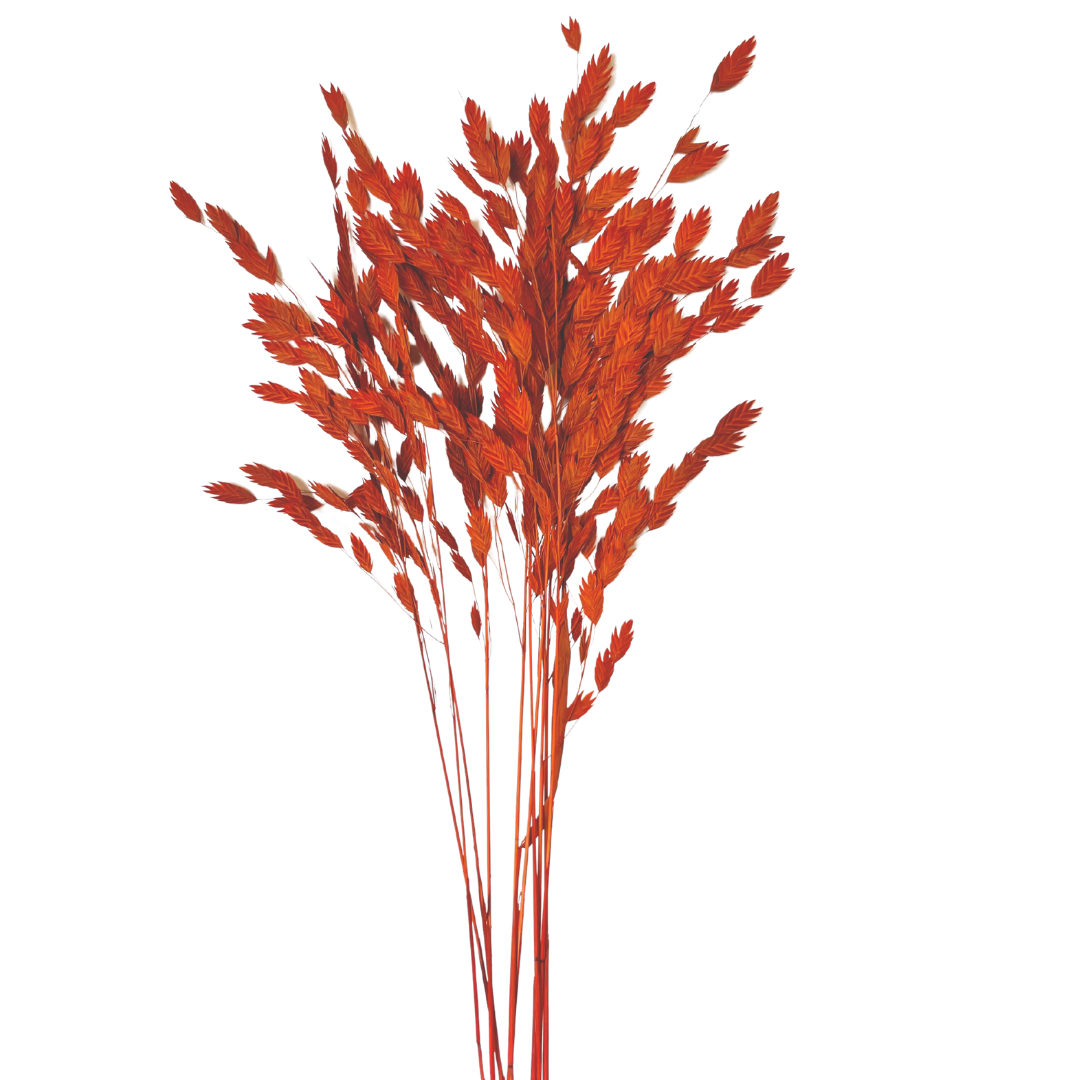 Diamond Grass - Orange