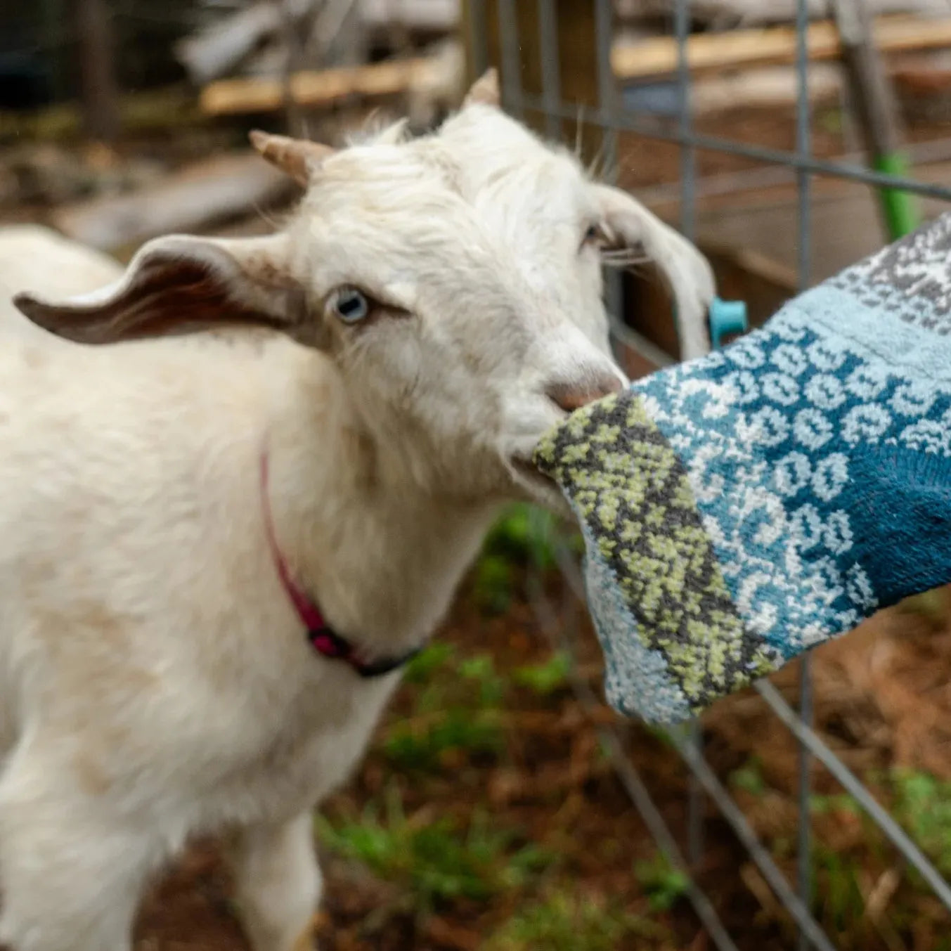 Goat Crew Socks
