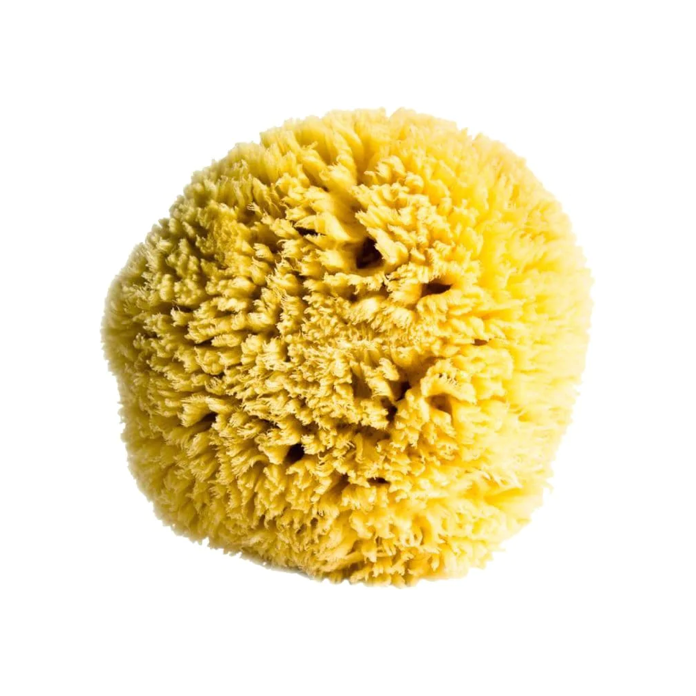 Sea Sponge
