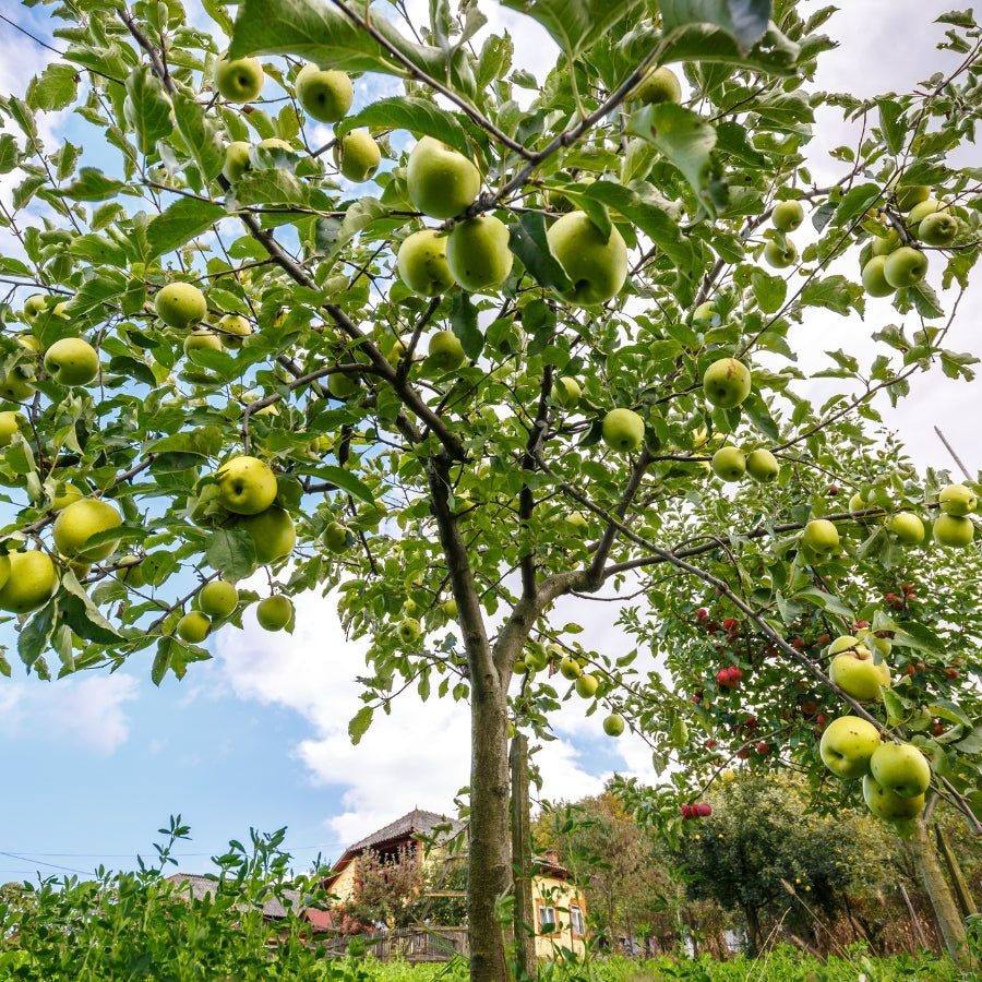 Crab Apple Farm | Melter