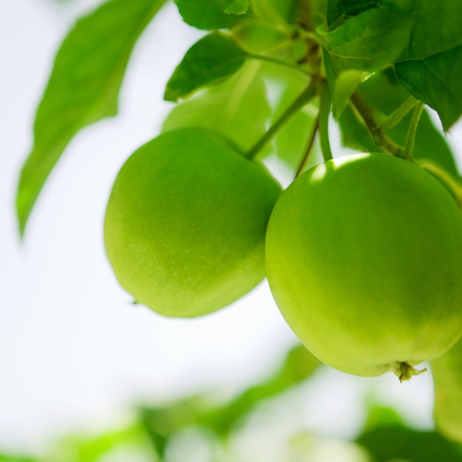 Crab Apple Farm Soy Candle | 14oz