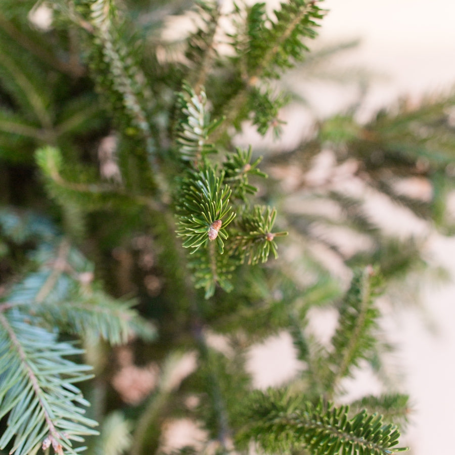 Fraser Fir & Tobacco Soy Candle | 14oz