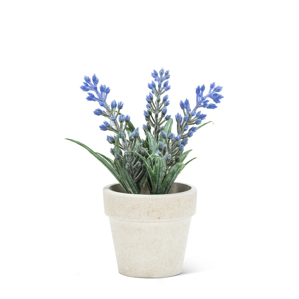 Small Lavender in Pot - 5.5"