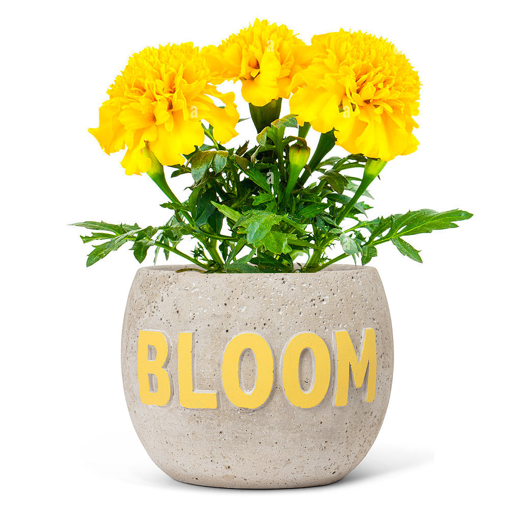 Bloom Planter - Large