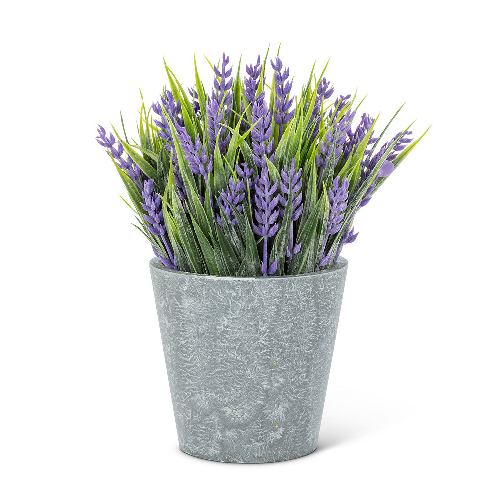 Purple Flowering Plant