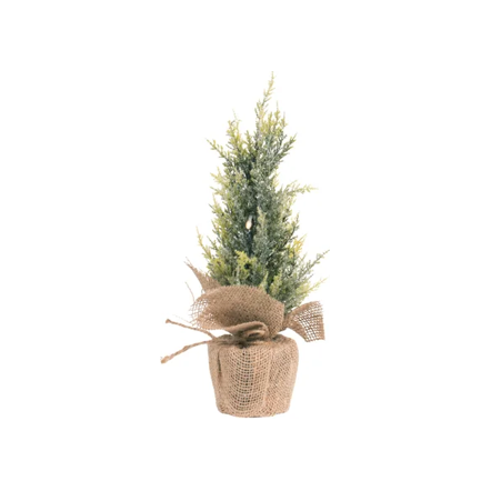 Northern Frosted Fir - Small