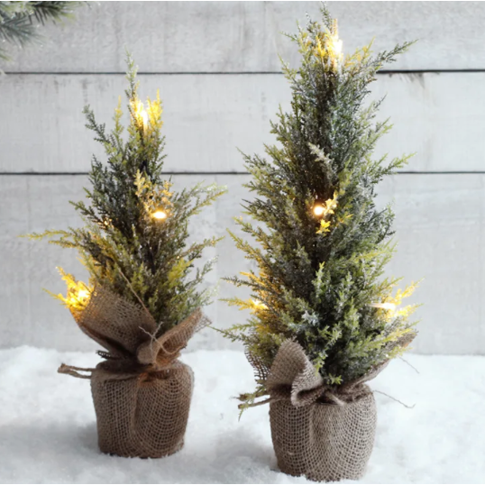 Northern Frosted Fir - Medium